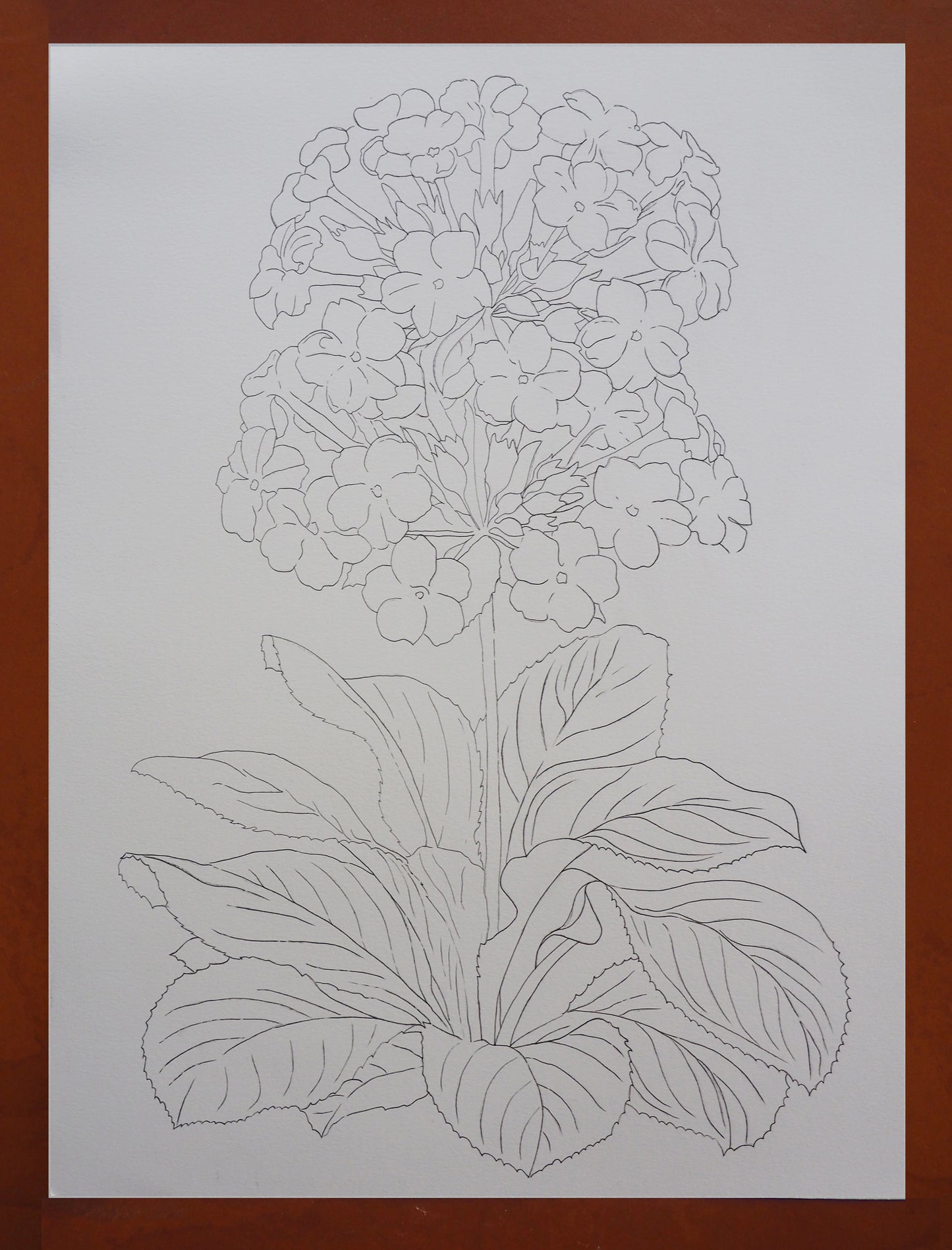 Primrose Print