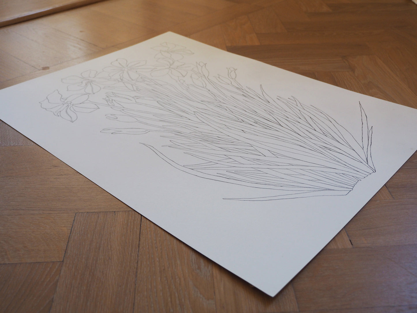 Original Daffodil illustration