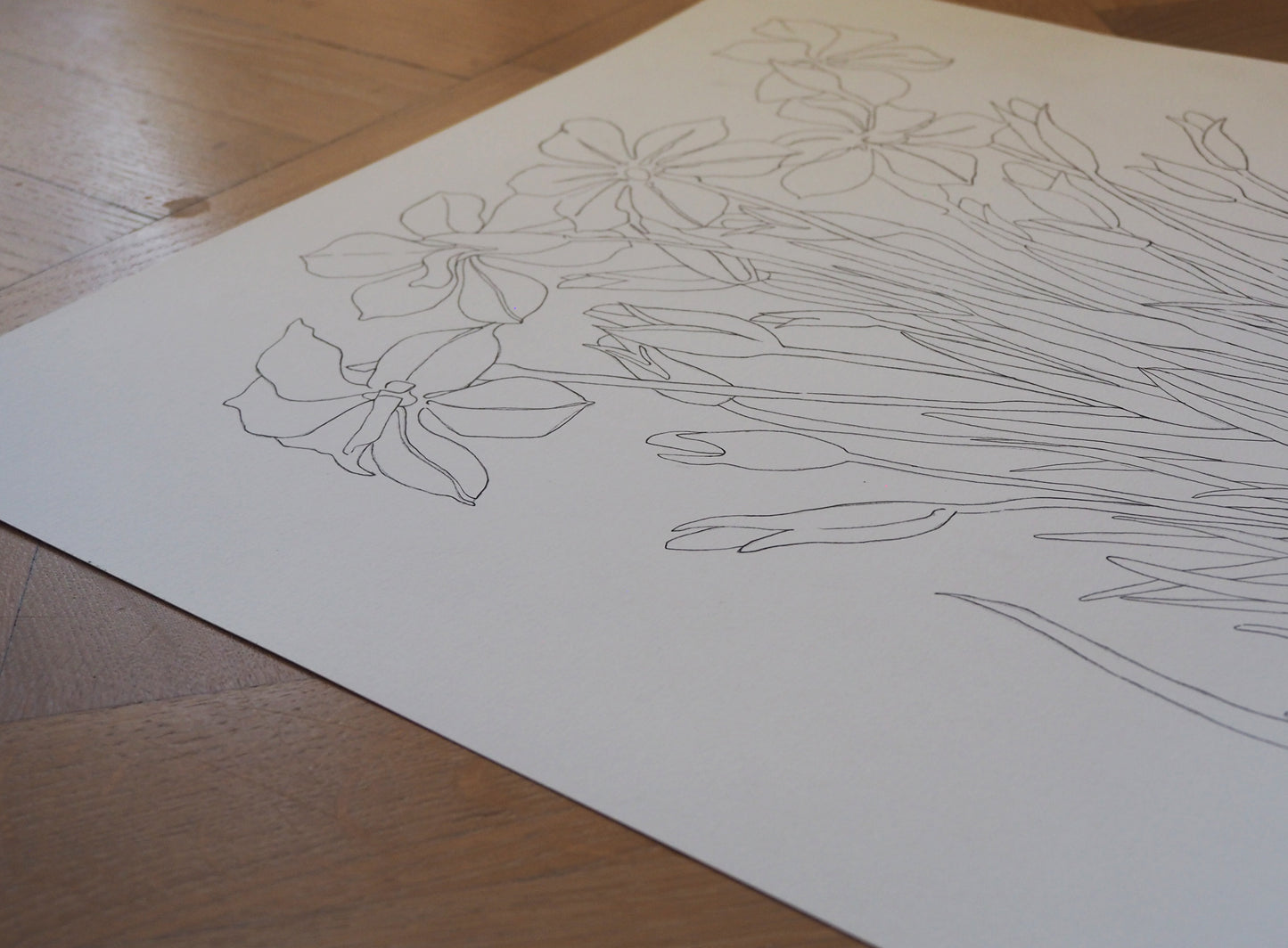 Original Daffodil illustration