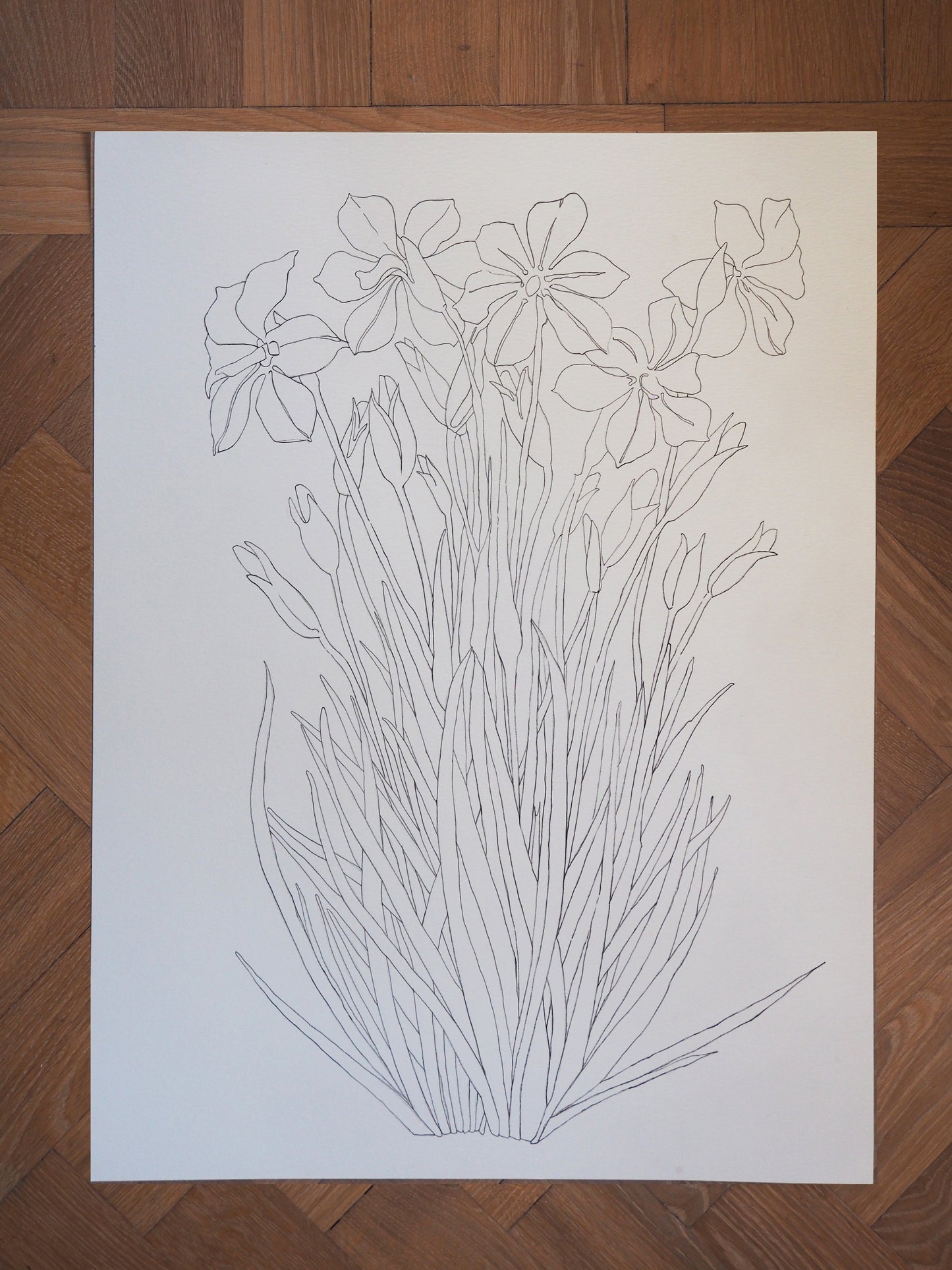 Original Daffodil illustration