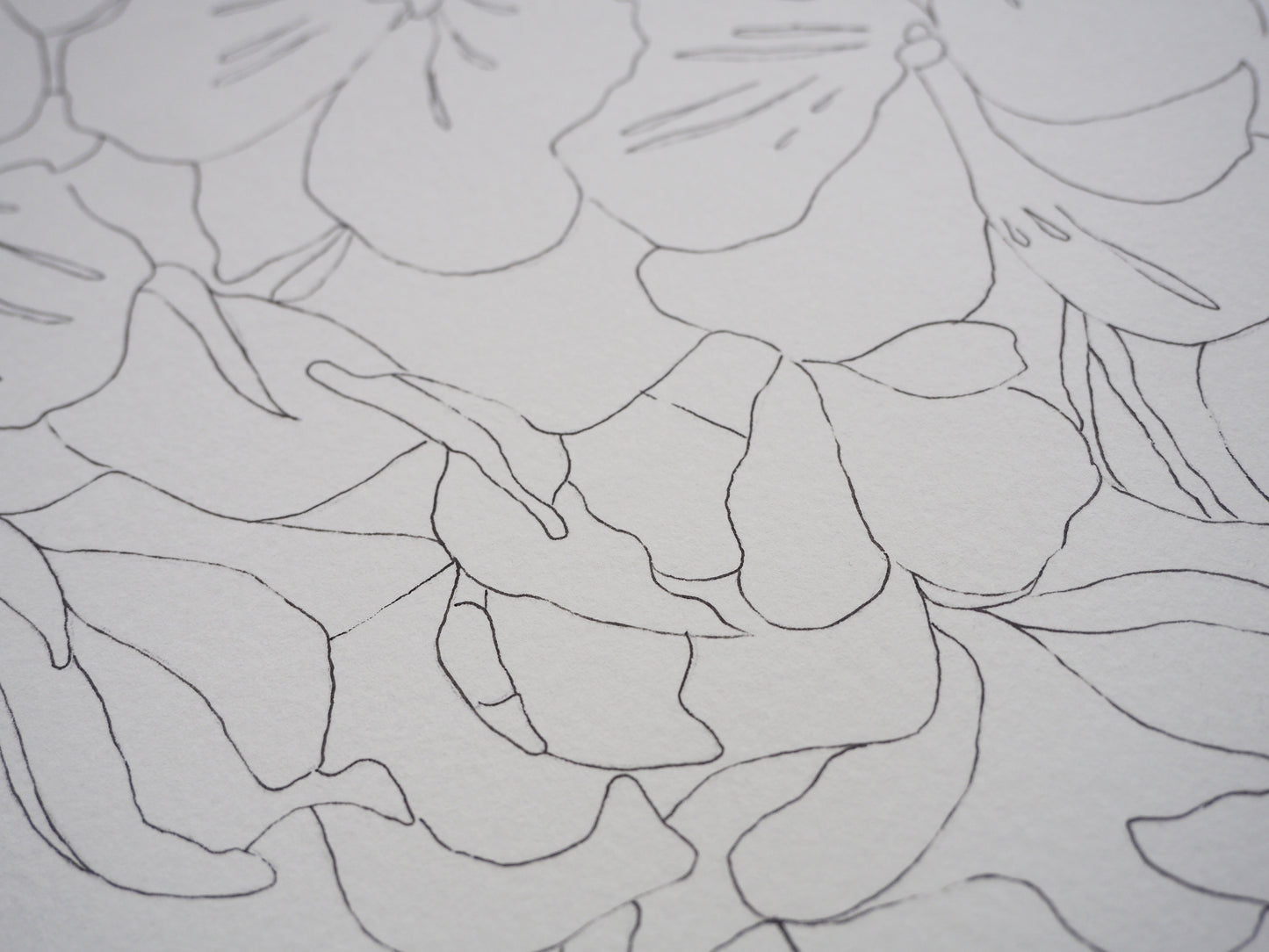 Original Geranium Illustration