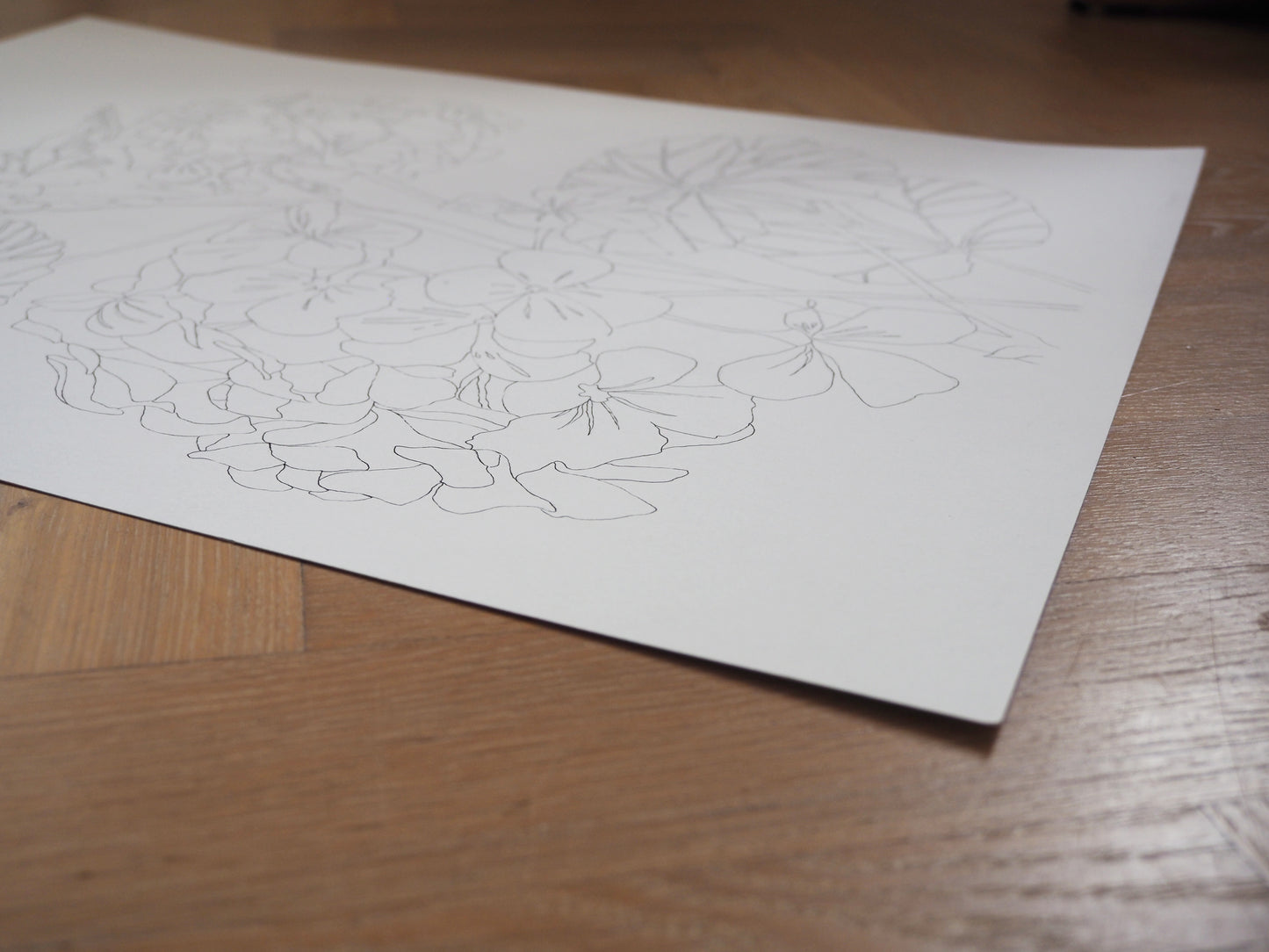 Original Geranium Illustration