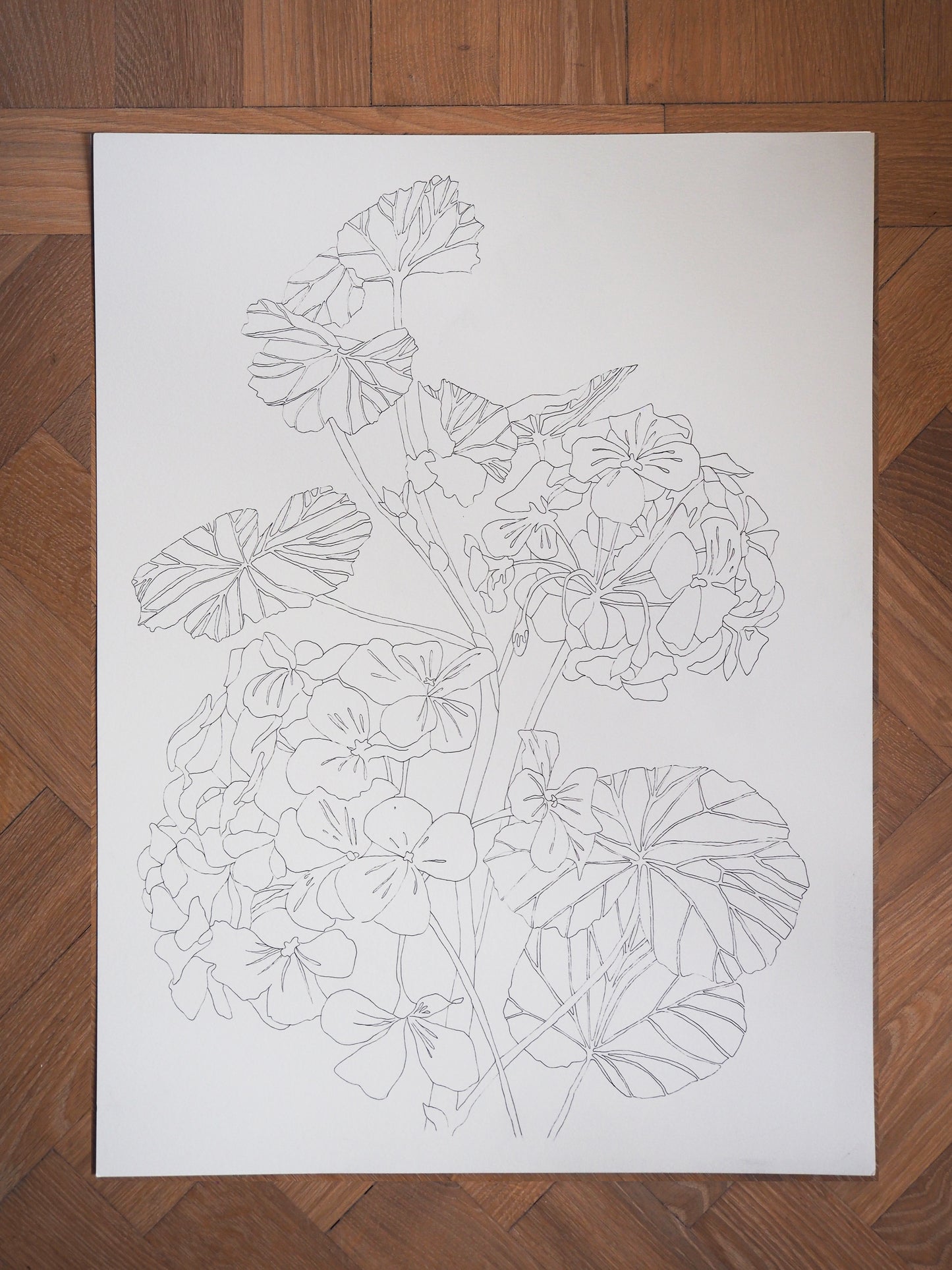 Original Geranium Illustration