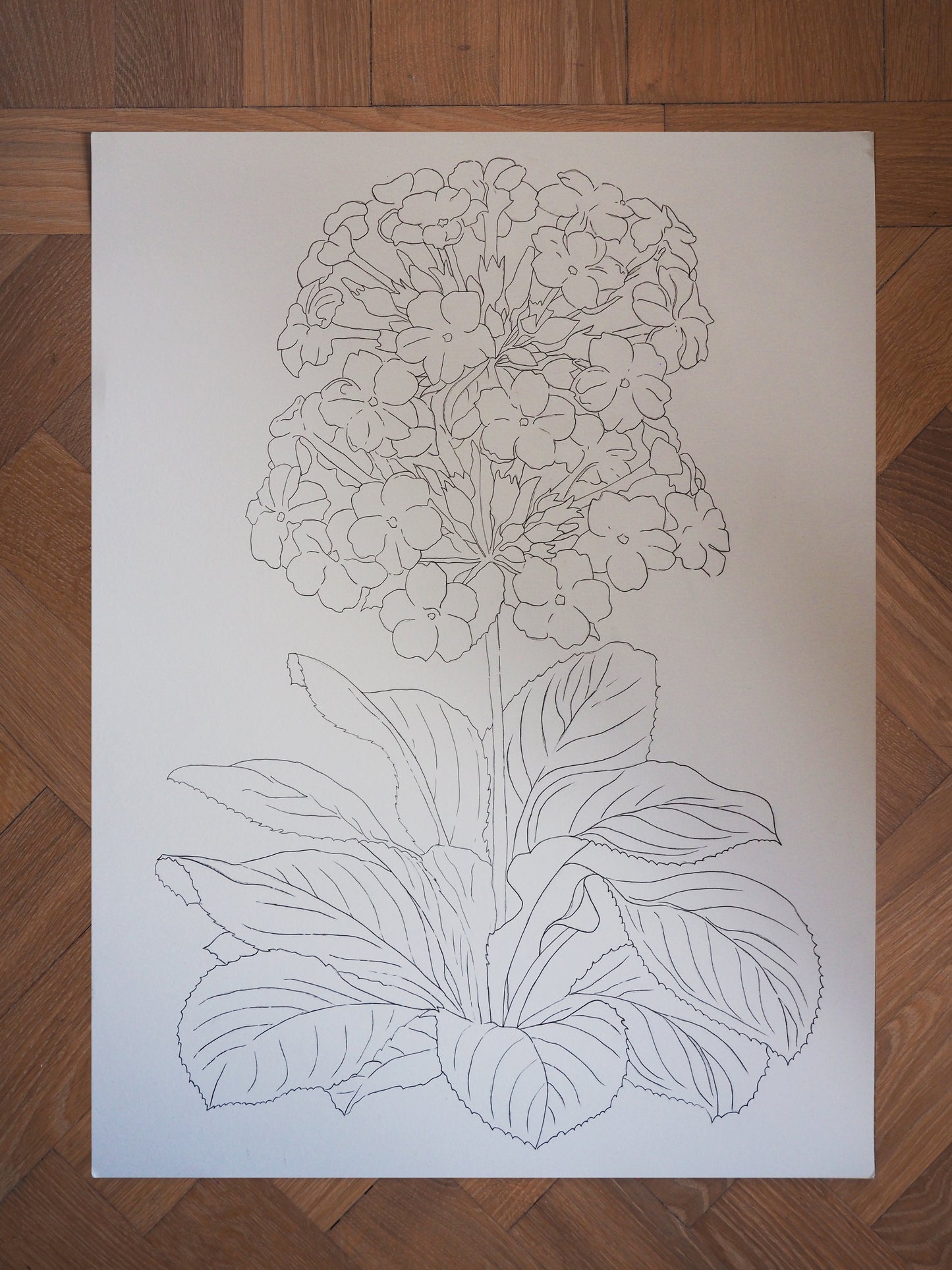 Original Primrose Illustration