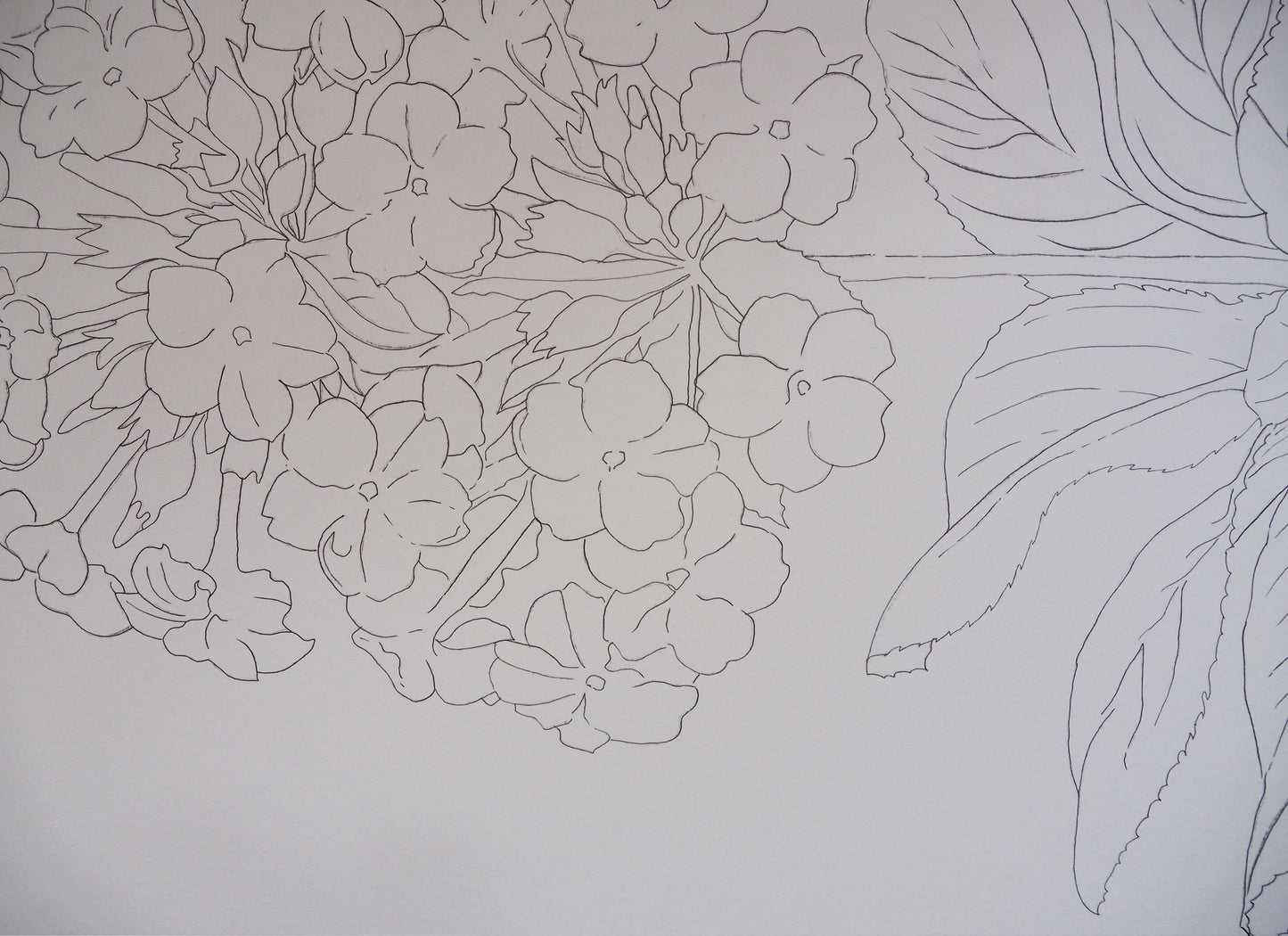 Original Primrose Illustration